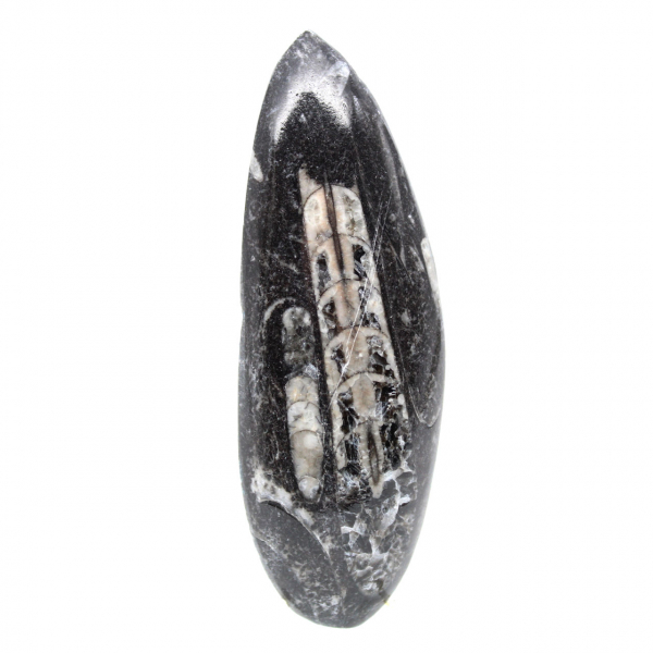 Fossiele Orthoceras