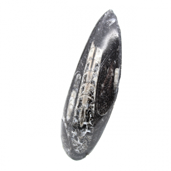 Fossiele Orthoceras