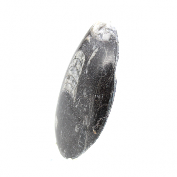 Fossiele orthoceras uit Marokko