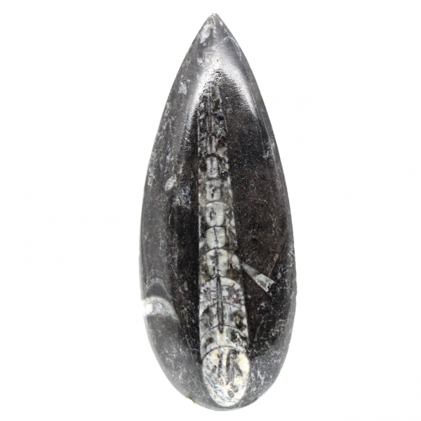 Fossiele Orthoceras
