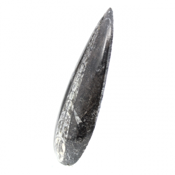 Fossiele Orthoceras