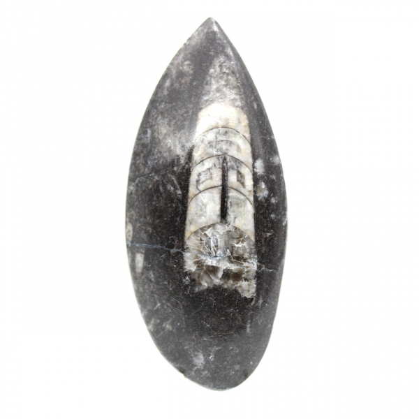 Fossiele orthoceras uit Marokko