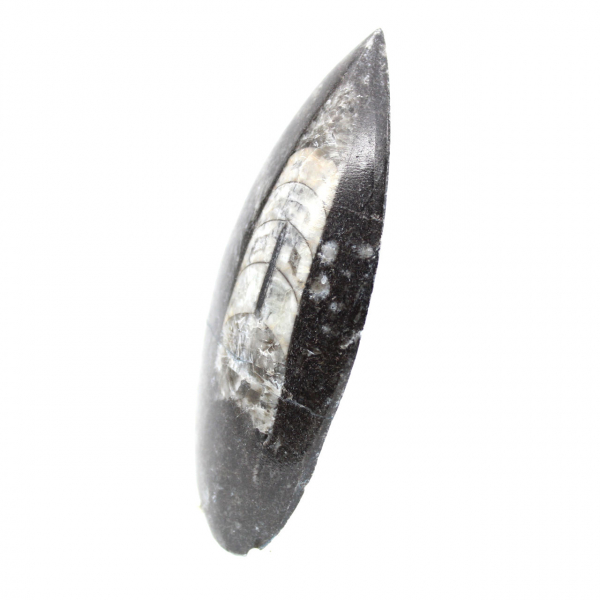 Fossiele orthoceras uit Marokko