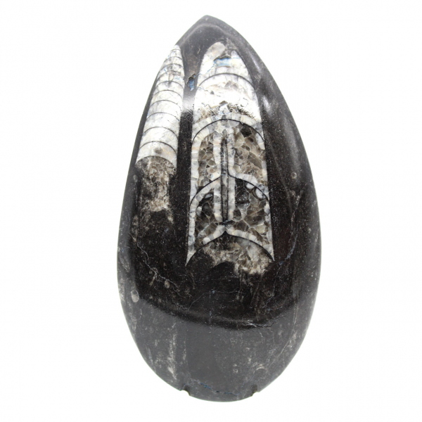 Fossiele Orthoceras