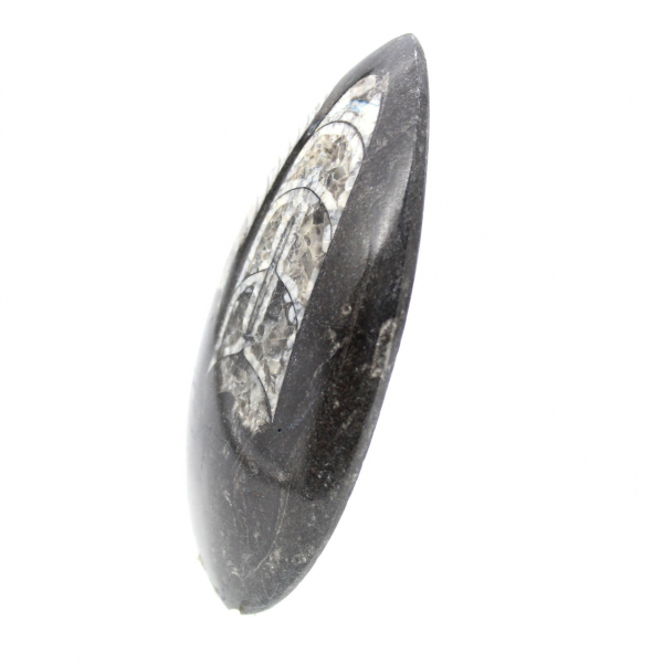 Fossiele Orthoceras