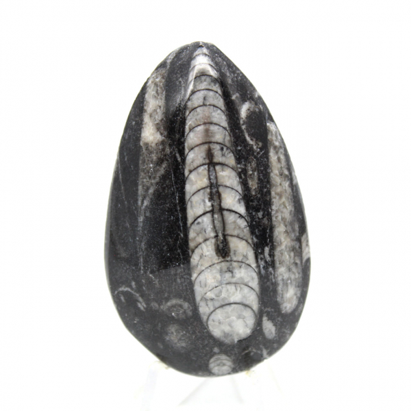 Fossiele orthoceras uit Marokko