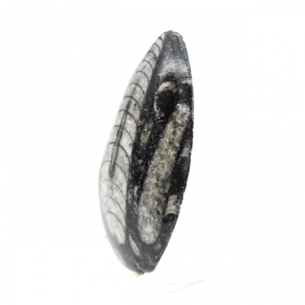 Fossiele orthoceras uit Marokko