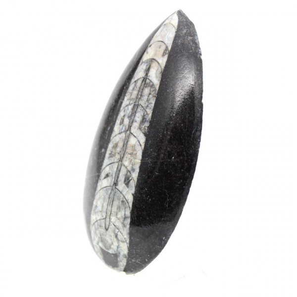 Fossiele Orthoceras
