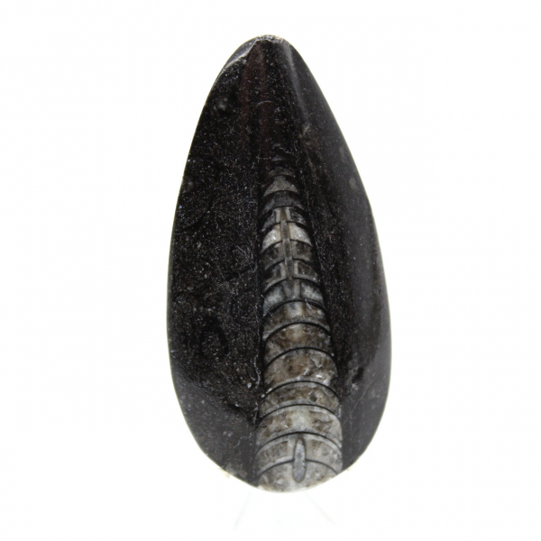 Fossiele orthoceras uit Marokko