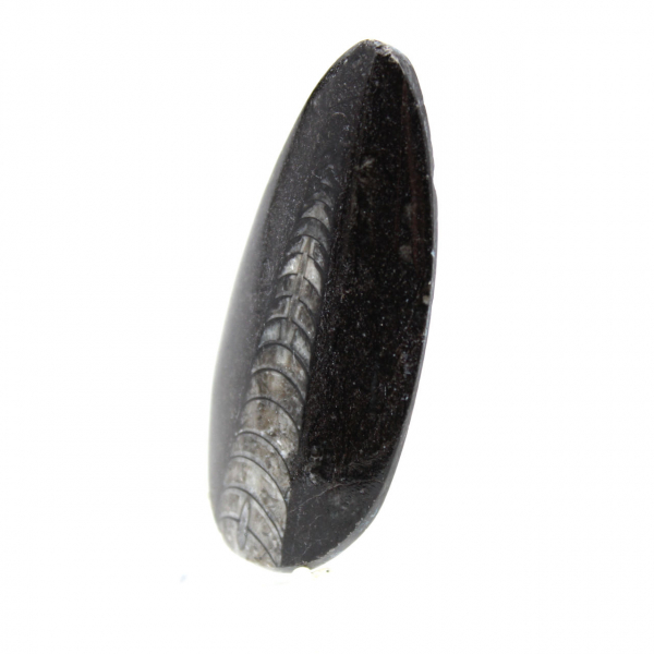 Fossiele orthoceras uit Marokko