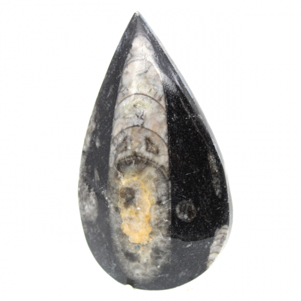 Fossiele Orthoceras