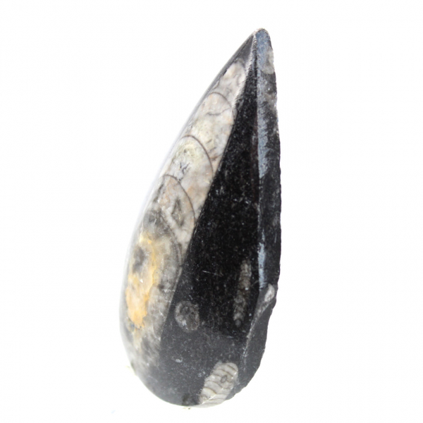 Fossiele Orthoceras