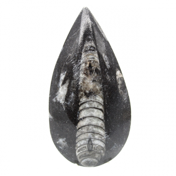 Fossiele orthoceras uit Marokko
