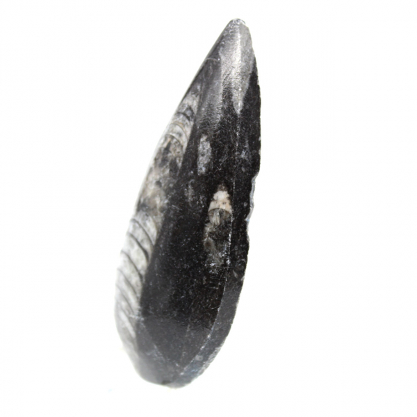 Fossiele orthoceras uit Marokko