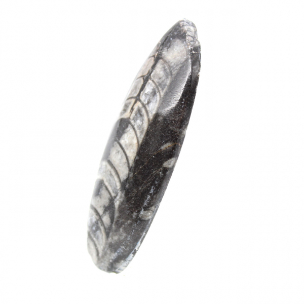 Fossiele Orthoceras