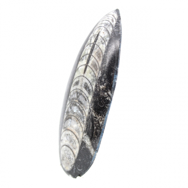 Fossiele orthoceras uit Marokko