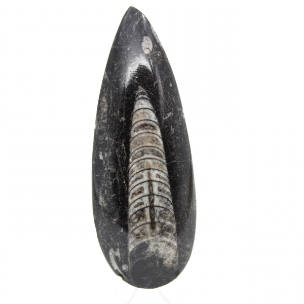 Fossiele orthoceras uit Marokko