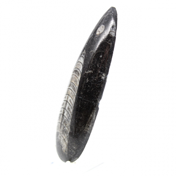 Fossiele orthoceras uit Marokko