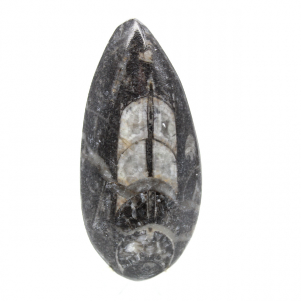 Fossiele Orthoceras