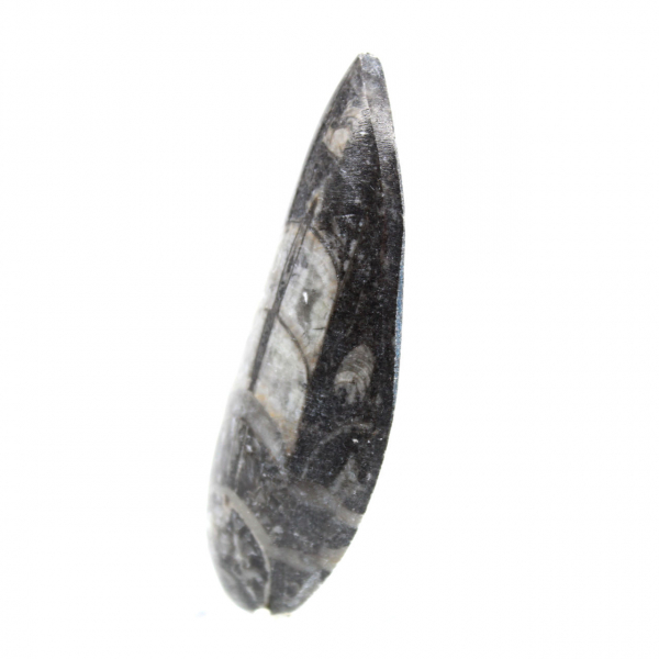 Fossiele Orthoceras