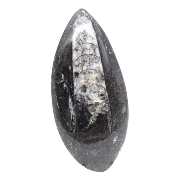 Fossiele orthoceras uit Marokko