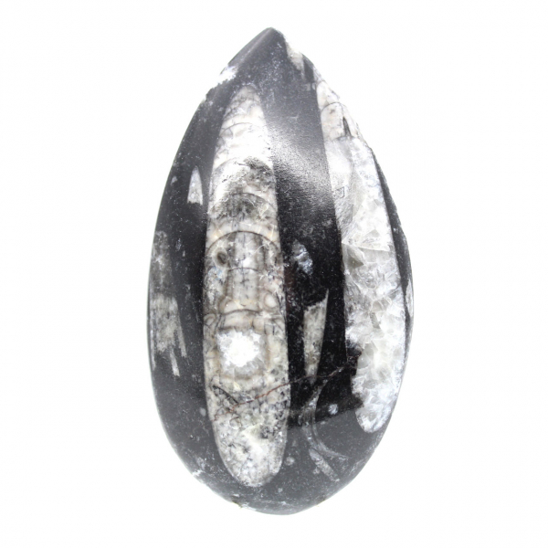 Fossiele Orthoceras