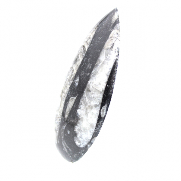 Fossiele Orthoceras