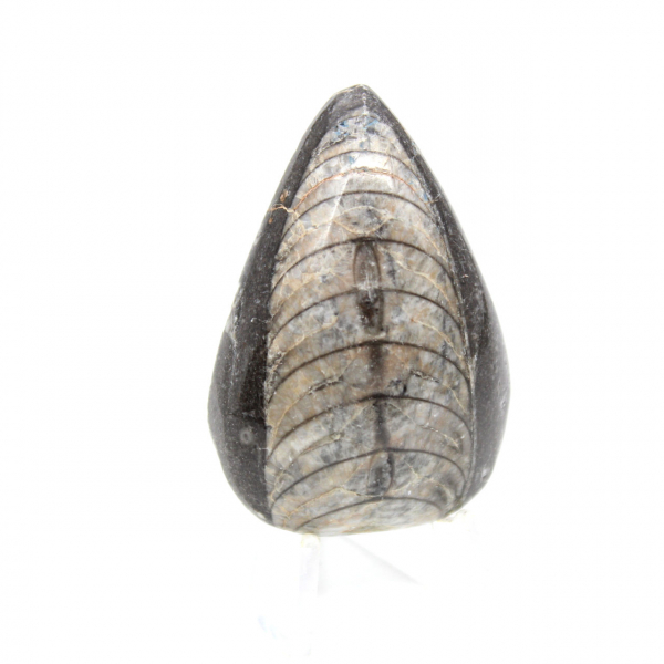 Fossiele orthoceras uit Marokko