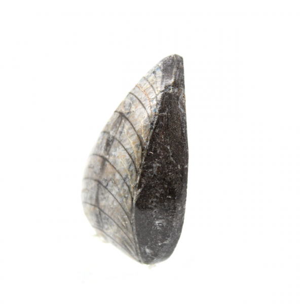 Fossiele orthoceras uit Marokko