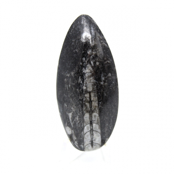 Fossiele Orthoceras