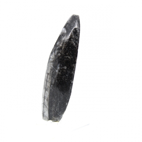 Fossiele Orthoceras