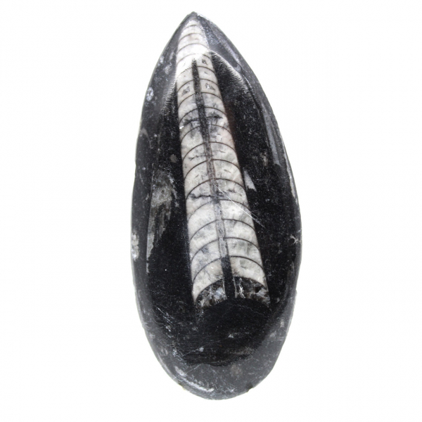 Fossiele orthoceras uit Marokko