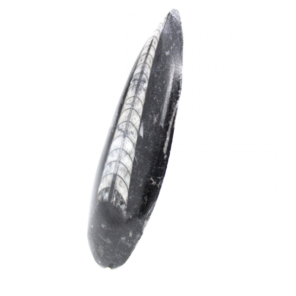Fossiele orthoceras uit Marokko