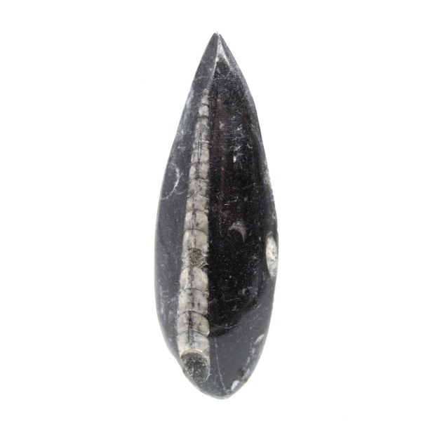 Fossiele Orthoceras