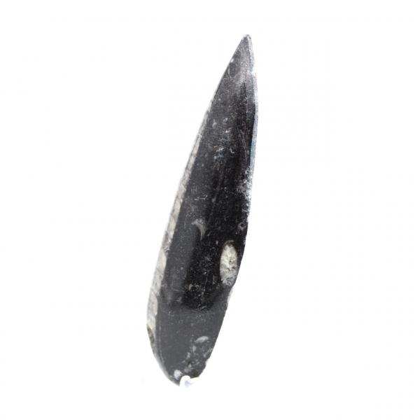 Fossiele Orthoceras