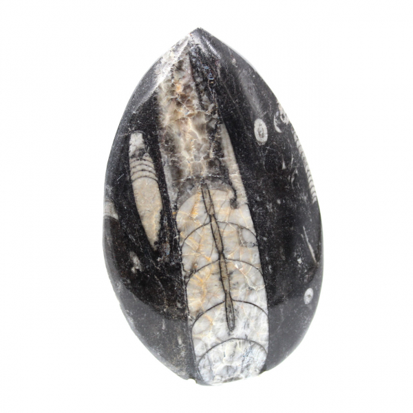 Fossiele orthoceras uit Marokko