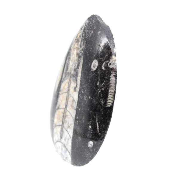 Fossiele orthoceras uit Marokko
