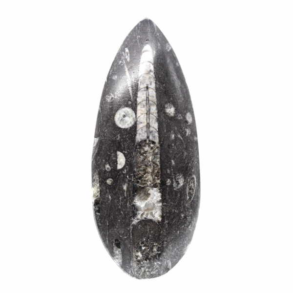 Fossiele Orthoceras