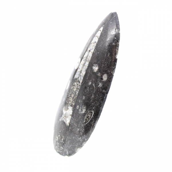 Fossiele Orthoceras