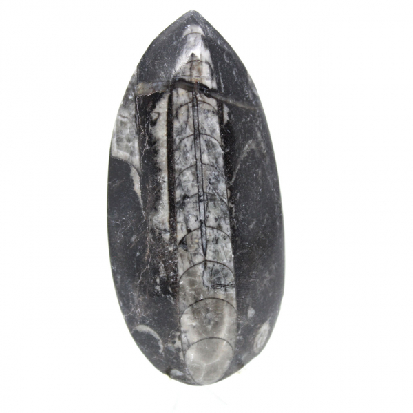 Fossiele orthoceras uit Marokko