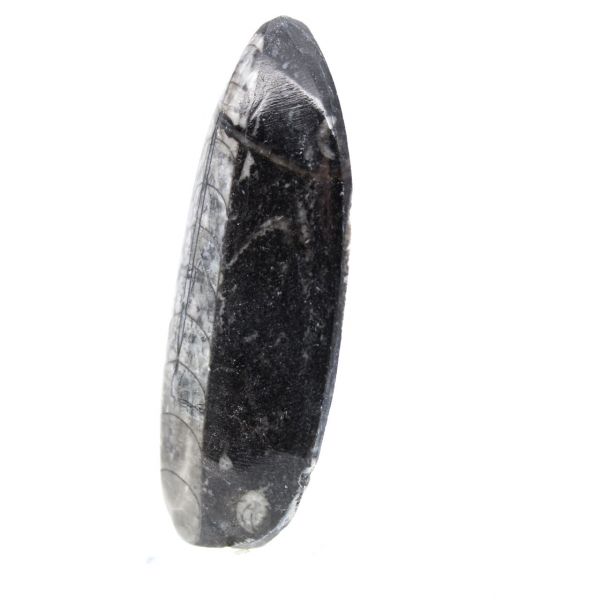 Fossiele orthoceras uit Marokko