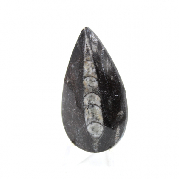 Fossiele Orthoceras
