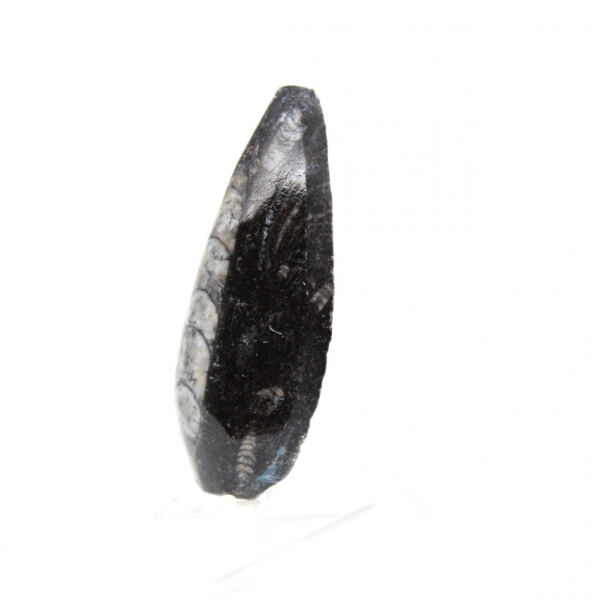 Fossiele Orthoceras