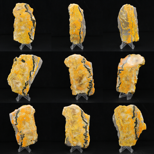Bumblebee Jasper