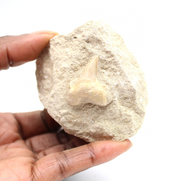 Fossiele tand van Otodus uit Marokko
