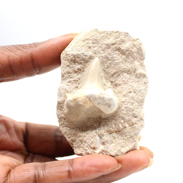 Fossiele tand van Otodus uit Marokko