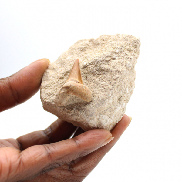 Fossiele tand van Otodus uit Marokko