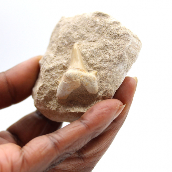 Fossiele tand van Otodus uit Marokko