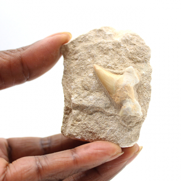 Fossiele tand van Otodus uit Marokko