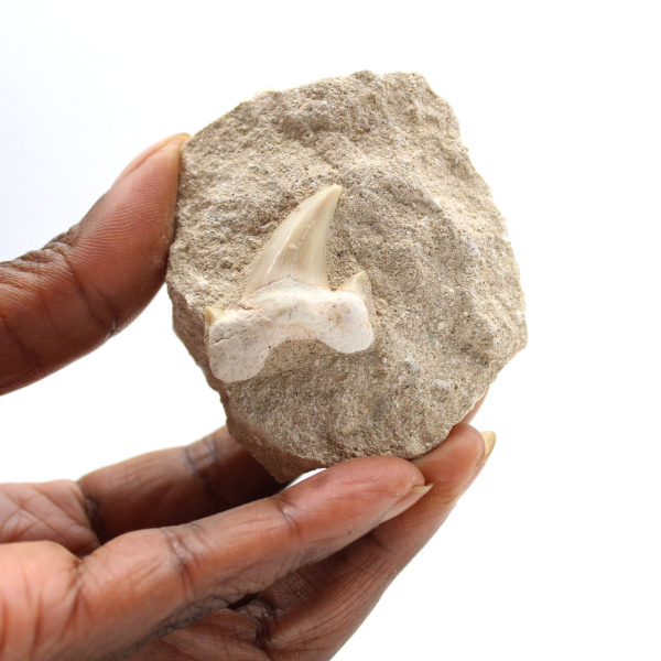 Fossiele tand van Otodus uit Marokko